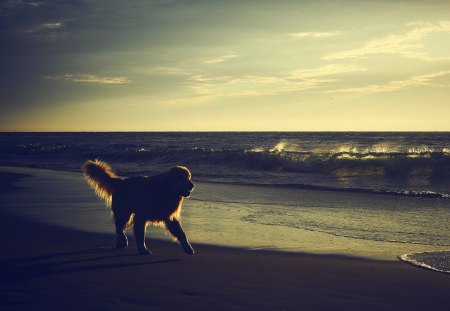 EARLY MORNING WALK - walk, beach, shadow, stroll, dog