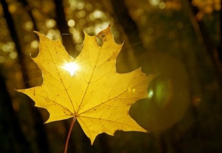 Yellow Fall - leaf, fall, sunlight, yellow