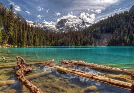 Woods in Lake - in lake, picture, woods, beautiful