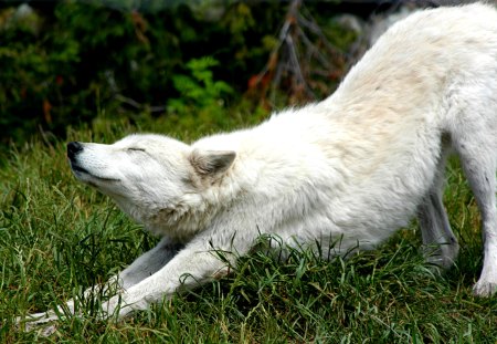 WILD STRETCH - white, wolf, stretch, grass