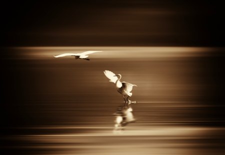 Birds - sea, birds, fly, photoshop