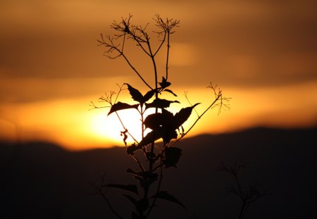 Silhouette - photo, silhouette, nature, sun