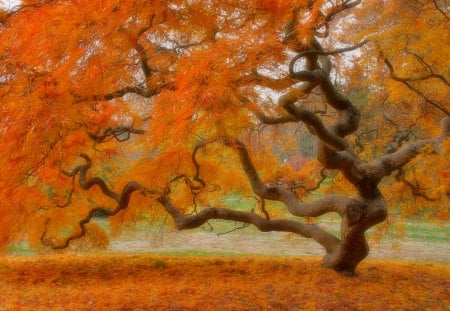 JAPANESE MAPLE - branches, fall, tree, maple