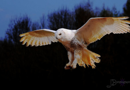 SNOWY OWL - white, wings, owl, landing