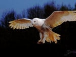 SNOWY OWL