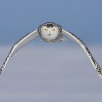 SNOW OWL FLYING