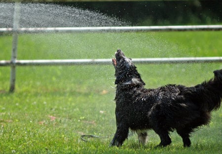 cooling off - agility, water, dog, border collie