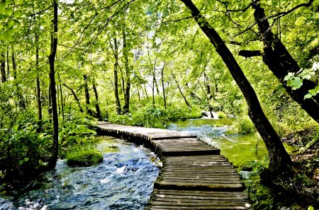 FOREST STREAM - river, water, nature, creek, stream, bridge