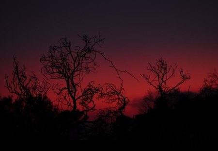 Sunset on burnt forest - burnt, sunset, forest, red