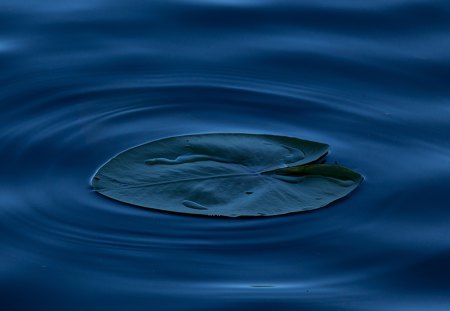 Harmony on the water - leaf, harmony, water, blue