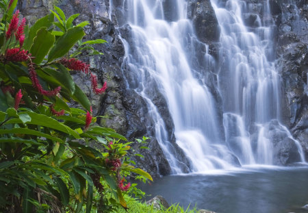 flowers by the fall - nature, water, tropical, photography