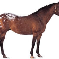 Appaloosa