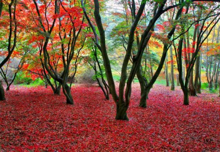 autumn-park - forests, trees, nature, outdoors