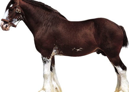 Clydesdale - horses, draft, brown, animals