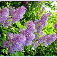 Lilacs, lilacs