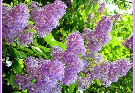 Lilacs, lilacs - flowers, sunlight, branch, purple, green, lilacs