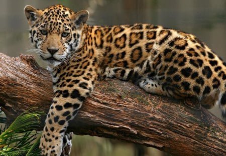 Jaguar - jaguar, big, limb, cat