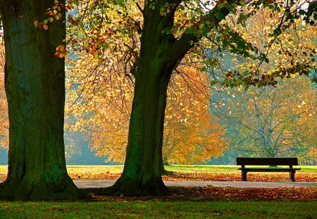 Autumn watch - autumn, trees, yellow, orange, green, bench, gold