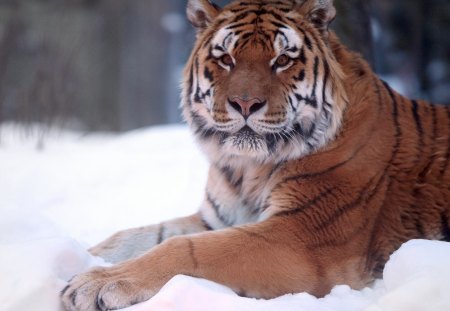 Tiger in the Snow - fur, tiger, snow, cold