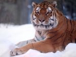 Tiger in the Snow