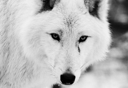 The Deadly Wolf - white, wolf, deadly wolf, white wolf