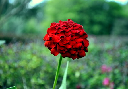 Red Rose - nature, florida, rose, flower, red rose