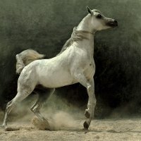 THE ARABIAN STALLION