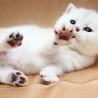 Playing white kitty
