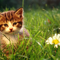 The Kitten and the Flower