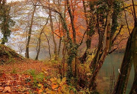 Melancolia Toamnei - melancholia, trees, river, autumn