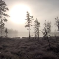 morningrice with frost