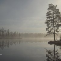 morning mist at the pond