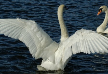 Swans on water