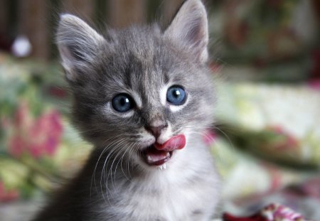 Nom Nom - cut, tongue, grey, cat, fluffy, lick, kitten