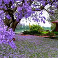 BEAUTY of JACARANDA