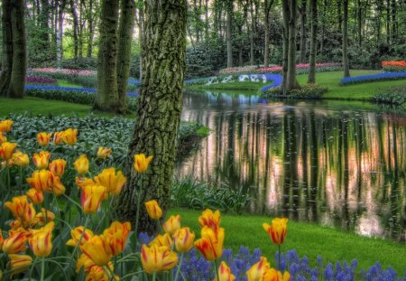 TULIPS - trees, tulips, colorful, flowers, pond