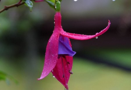 Morning Dew, for my friend Lena :) - morning, flower, pink, dew