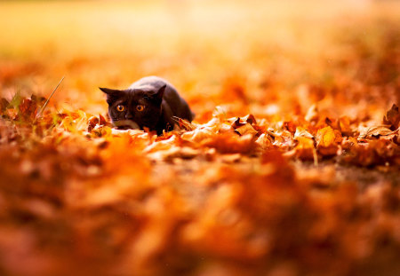 Focused - black, stare, autumn, stalking, cool, leaves