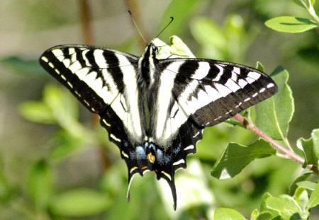 BUTTERFLY - animal, insect, black and white, butterfly