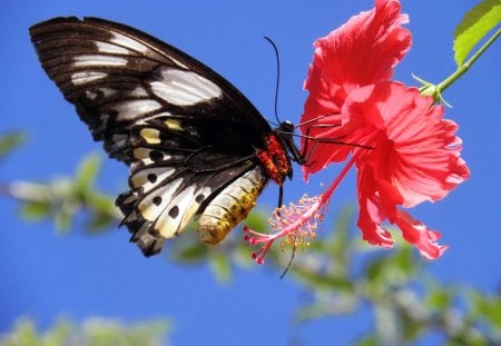 BUTTERFLY ON HIBISCUS - animal, insect, hibiscus, butterfly