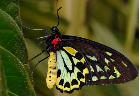 BUTTERFLY - black, yelow, animal, red, butterfly, insect