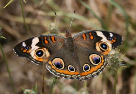 BEAUTIFUL BUTTERFLY - butterfly, insect, animal, brown