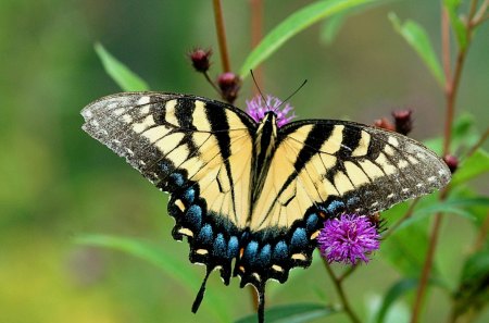 TIGER BUTTERFLY - animal, insect, butterfly, tiger