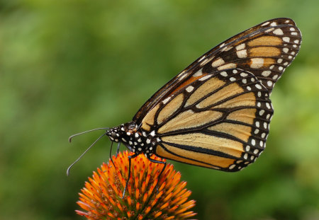 MONARCH BUTTERFLY - butterfly, insect, animal, monarch