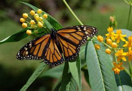 MONARCH BUTTERFLY - butterfly, insect, animal, monarch