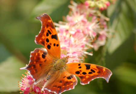 ORANGE BUTTERFLY - butterfly, insect, animal, orange