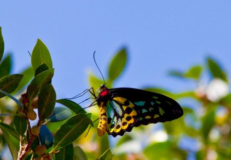 BUTTERFLY ON TREE - animal, tree, butterfly, insects