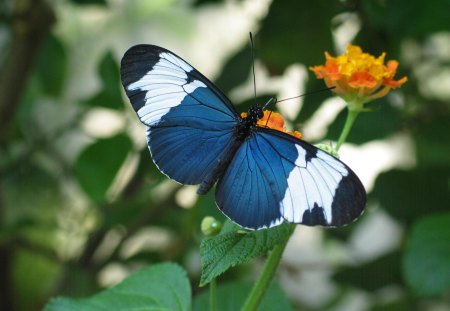 NATURE PAINTINGS - white, butterfly, blue, insect, animal, black