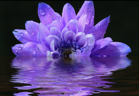 Purple Flood - nature, purple, reflectiomn, water, flower