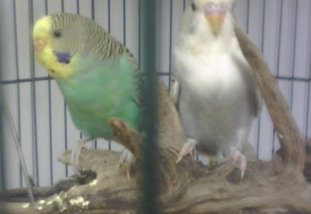 TWO BUDGIES - grey, pair, budgies, green